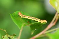 Erannis defoliaria