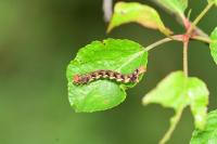 Erannis defoliaria