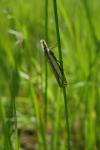 Crambus pascuella
