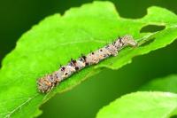 Phigalia pilosaria