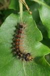 Lymantria dispar