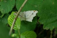 Macaria alternata