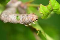 Colotois pennaria