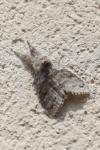 Calliteara pudibunda