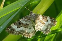 Epirrhoe alternata