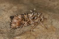 Omphalophana antirrhinii