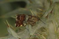 Emmelia viridisquama