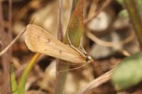 Achyra nudalis