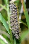 Diacrisia purpurata