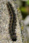 Eilema caniola