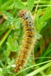 Lasiocampa trifolii trifolii