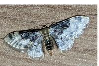 Idaea filicata