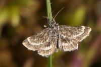 Atralata albofascialis