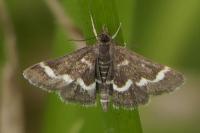 Pyrausta nigrata