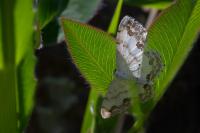 Scopula ornata