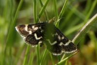 Pyrausta nigrata