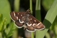 Pyrausta nigrata
