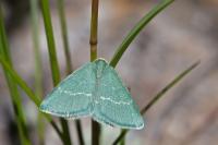 Chlorissa viridata