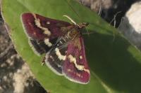 Pyrausta ostrinalis