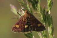 Pyrausta aurata