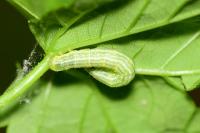 Operophtera brumata