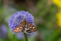 Pyrausta purpuralis