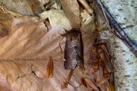 Odontosia carmelita