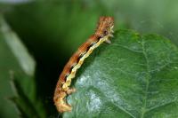 Erannis defoliaria