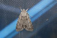 Acronicta psi/tridens