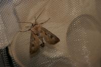 Agrotis exclamationis exclamationis