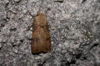 Agrotis puta