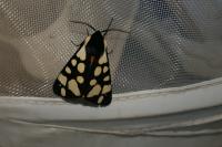 Arctia villica