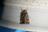 Autographa gamma