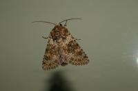 Hecatera dysodea