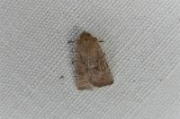 Hoplodrina ambigua