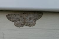 Hypomecis punctinalis