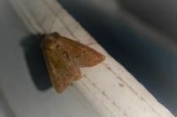 Mythimna ferrago