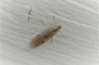Nomophila noctuella