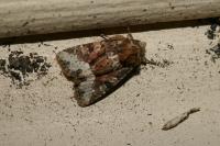 Oligia strigilis/versicolor