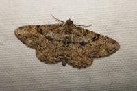 Peribatodes rhomboidaria rhomboidaria
