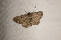 Peribatodes rhomboidaria rhomboidaria