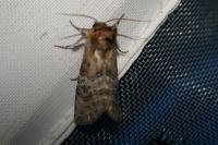 Tethea ocularis
