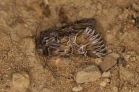 Amephana aurita