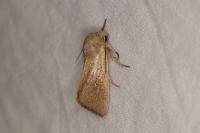 Mythimna sicula