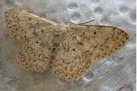 Scopula marginepunctata