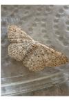 Scopula marginepunctata