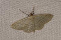 Idaea subsericeata