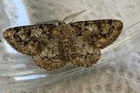 Cleorodes lichenaria