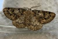 Cleorodes lichenaria
