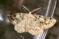 Cleorodes lichenaria